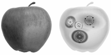 图28：牛顿的苹果中有不同类型的等离子磁场和无质