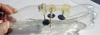 这张图显示了具有七股铜线的电线被插入一个可乐瓶反应器。这个测试当中，仅加入了凯史液体蒸汽。之后，这个反应器被密封，沉积过程开始。
