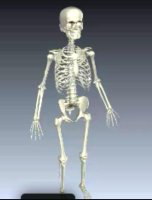视频中截出的成人骨骼3D模型图