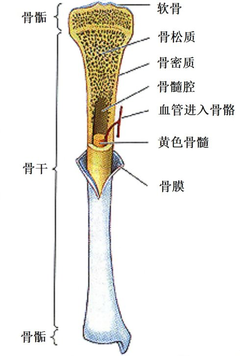 图一：长骨的结构