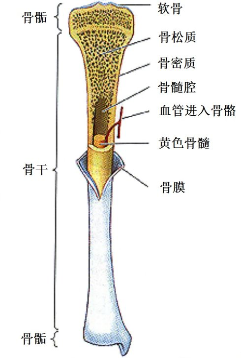 Tissue bones