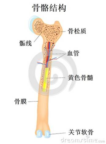 图三：骨骼结构