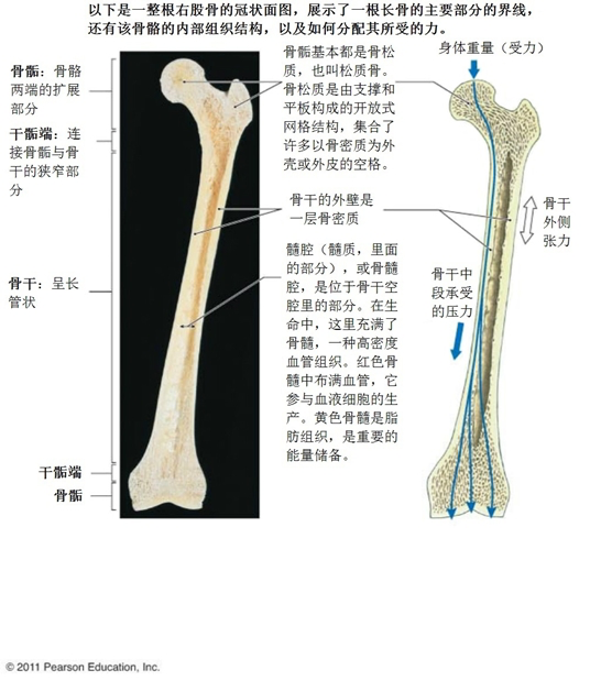 图5：长骨（左图）