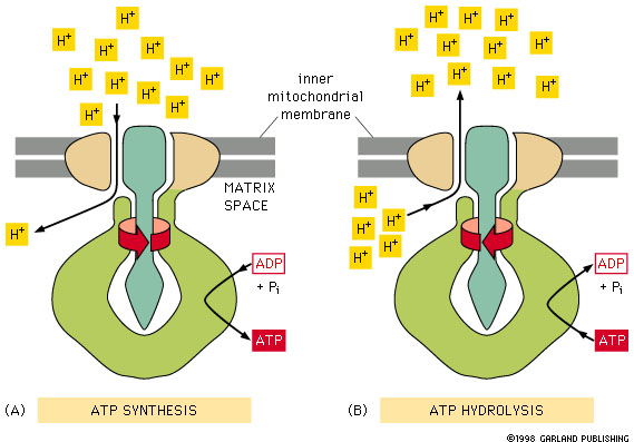 图12 氢作用于ATP/ADP过程