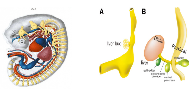 图3 胎儿期的肝脏