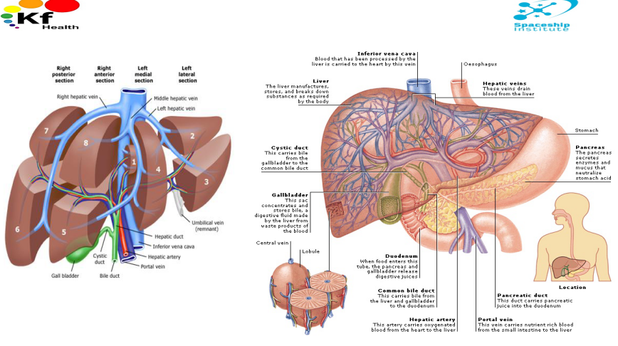 图5 肝脏解剖图